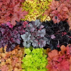 Heuchera (mix)