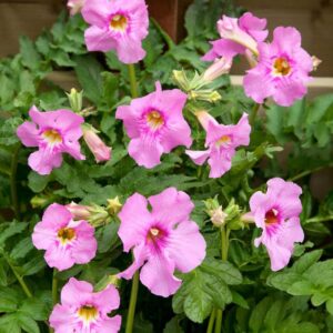 Incarvillea delavayi