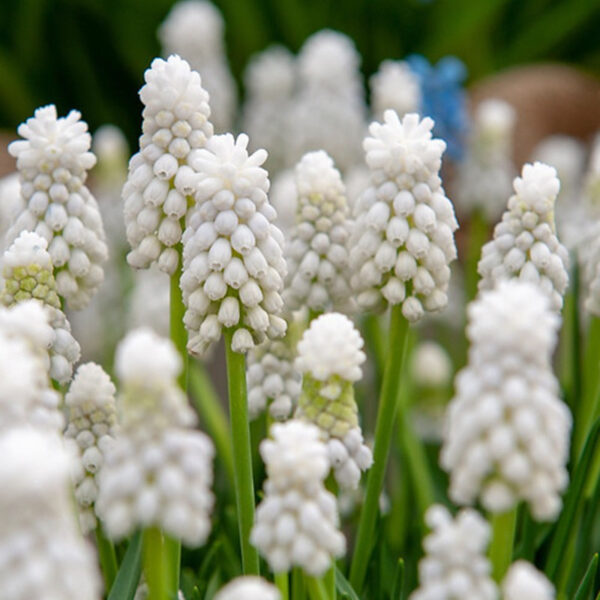 Muscari 'White Magic'