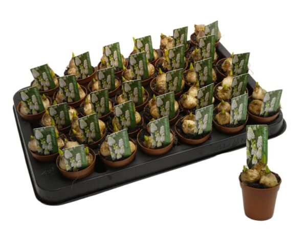 Muscari 'White Magic'