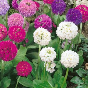 Primula denticulata (mix)