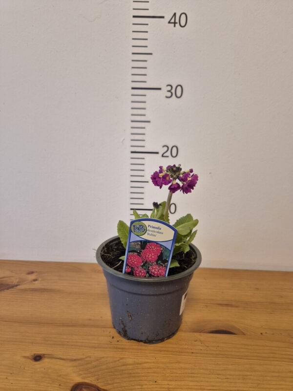 Primula denticulata (mix)