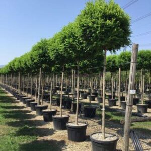 Robinia pseudoacacia 'Umbraculifera'