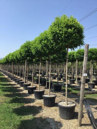 Robinia ps Umbraculifera Robinia pseudoacacia 'Umbraculifera'