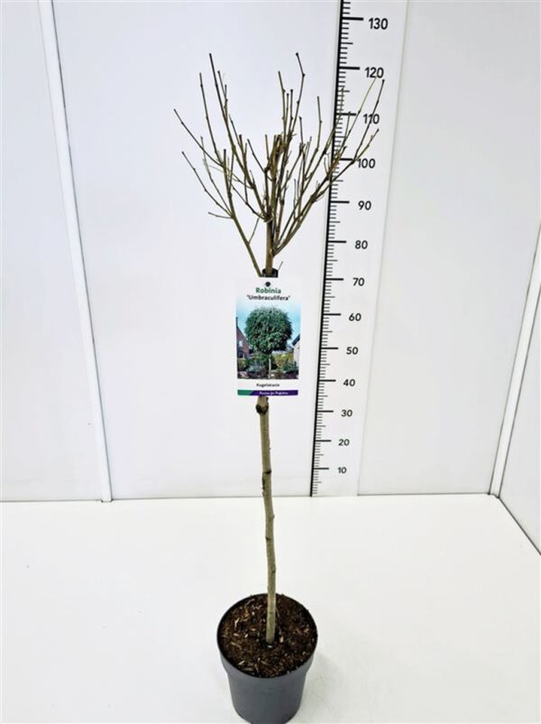 Robinia pseudoacacia 'Umbraculifera'tvrtko Robinia pseudoacacia 'Umbraculifera'