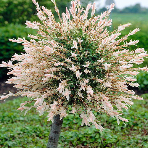 Salix integra Hakuro-nishiki Salix integra 'Hakuro-nishiki'