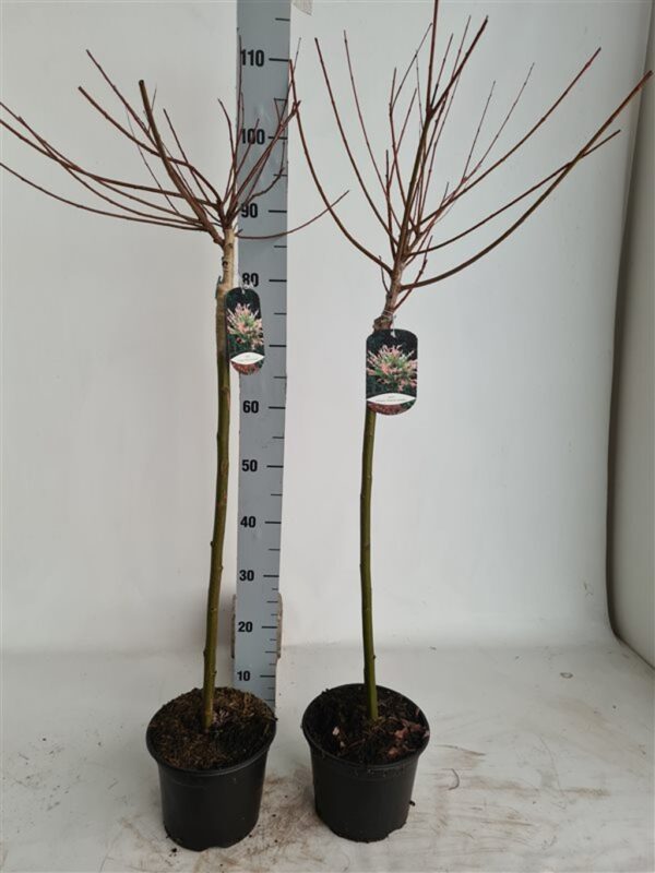 Salix integra 'Hakuro-nishiki'tvrtko Salix integra 'Hakuro-nishiki'