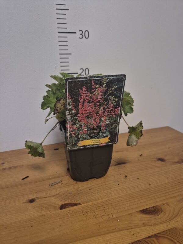 Heuchera (mix)