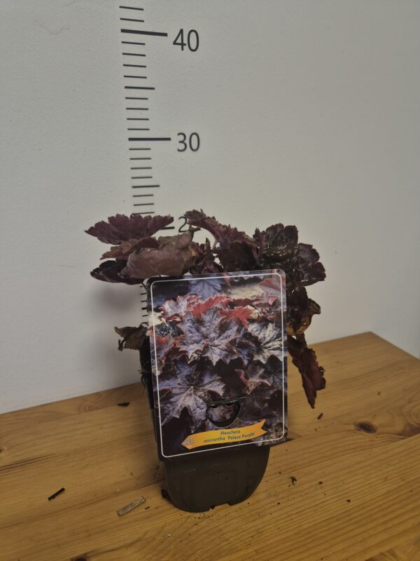 Heuchera (mix)