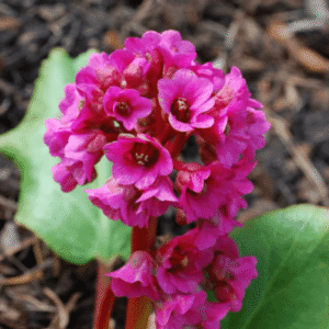 Bergenia cordifolia 'Shoeshine Rose'