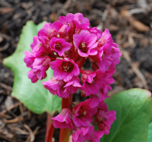 Bergenia cordifolia 'Shoeshine Rose'
