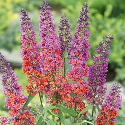 Buddleja weyeriana 'Flower Power'