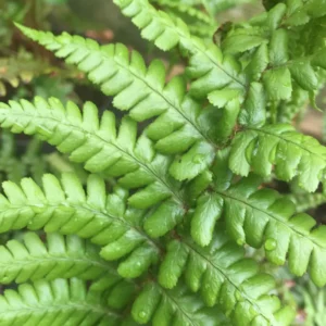 Dryopteris affinis