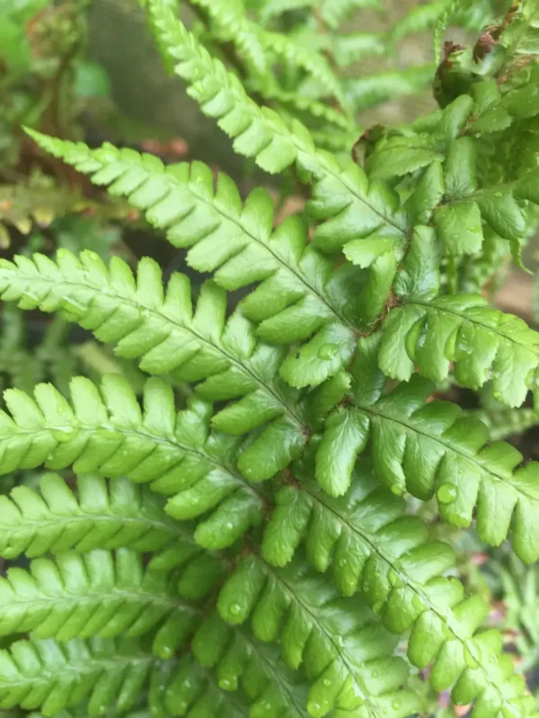 Dryopteris affinis