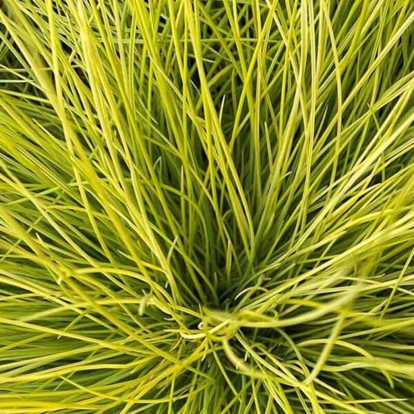 Festuca glauca 'AmiGold'®