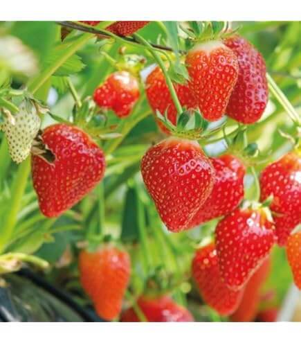 Fragaria 'Eve's Delight'