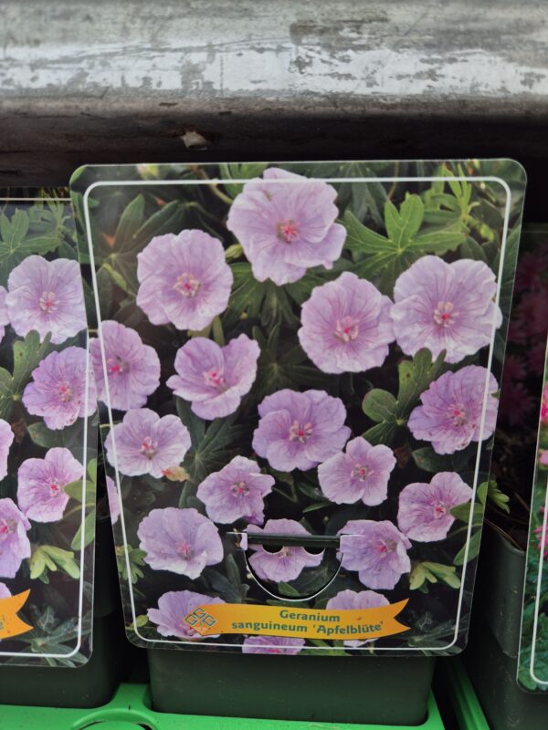 Geranium (mix)