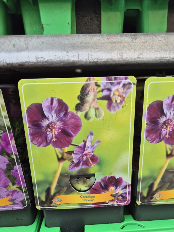 Geranium (mix)