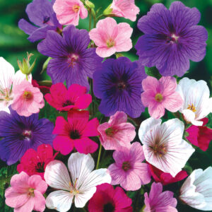 Geranium (mix)
