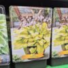 Hosta-Ki-Ren-Jyaku-tvrtko Hosta mix
