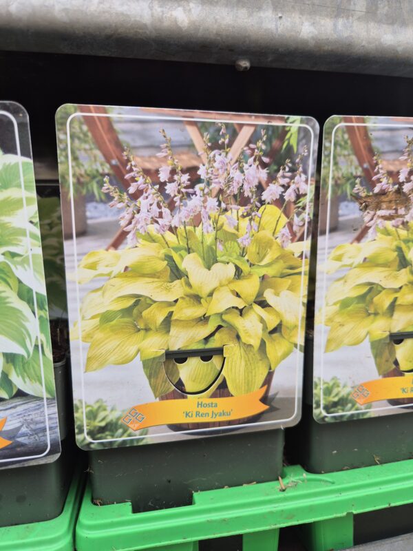 Hosta-Ki-Ren-Jyaku-tvrtko Hosta mix