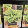 Hosta mix