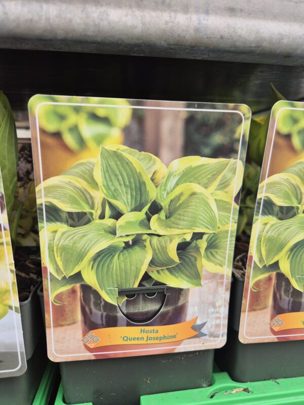 Hosta mix