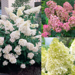Hydrangea paniculata mix Classic