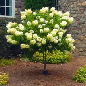 Hydrangea paniculata-stablašica (mix)