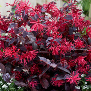 Loropetalum chinense 'Black Pearl'®