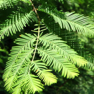 Metasequoia glyptostroboides 'Chubby'