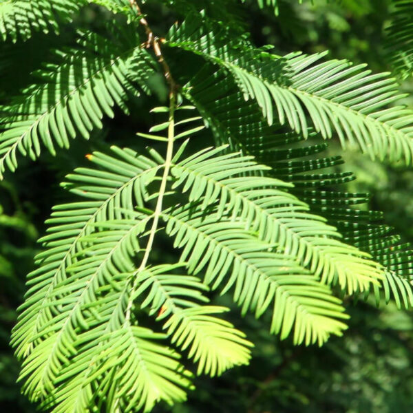 Metasequoia glyptostroboides 'Chubby'