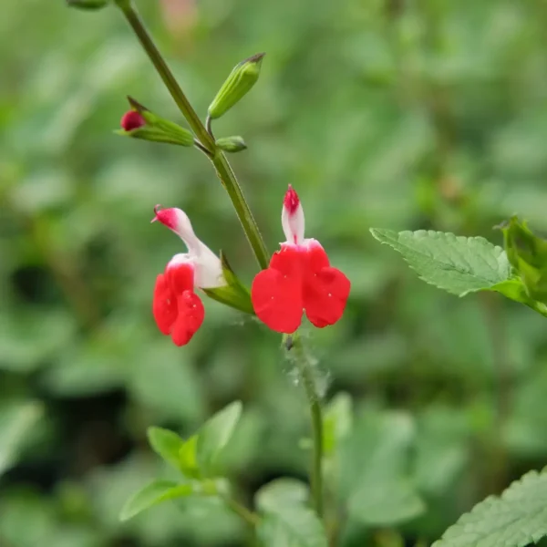 Salvia microphylla 'Hot Lips'