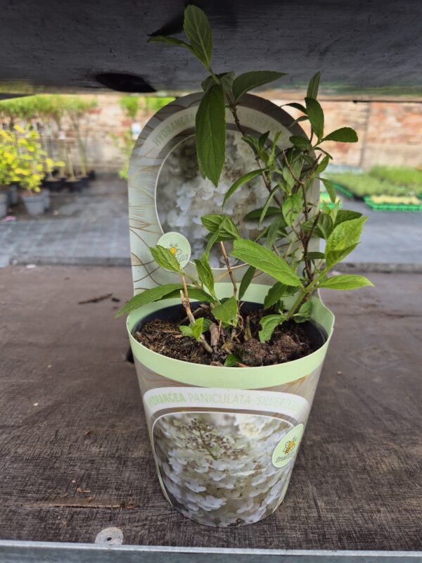 Silver-Dollar-tvrtko Hydrangea paniculata mix Classic