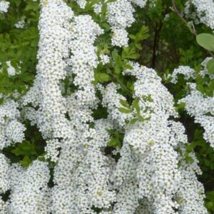 Spiraea cinerea 'Grefsheim'
