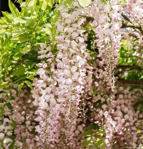 Wisteria floribunda 'Honbeni' (Rosea)