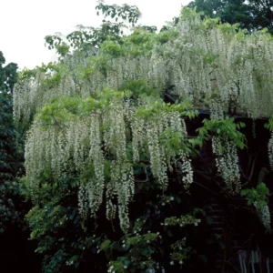Wisteria sinensis 'Alba'