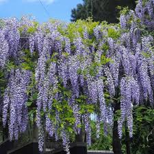 Wisteria sinensis 'Prolific'