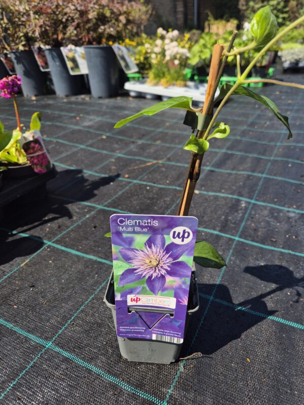 Clematis (mix)