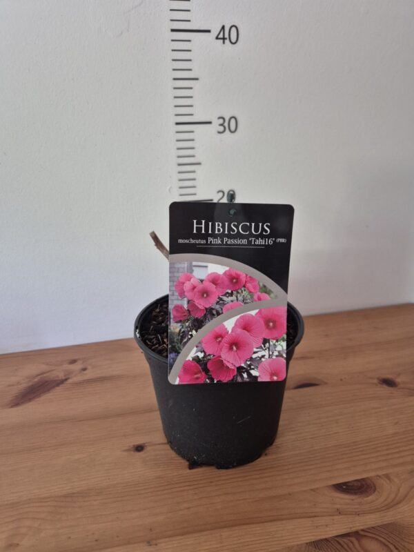 Hibiscus moscheutos 'Carousel' Pink Passion-Močvarni hibiskus