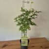 Acer palmatum 'Going Green'