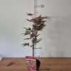 Acer palmatum 'Atropurpureum'