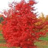 Acer palmatum 'Atropurpureum'