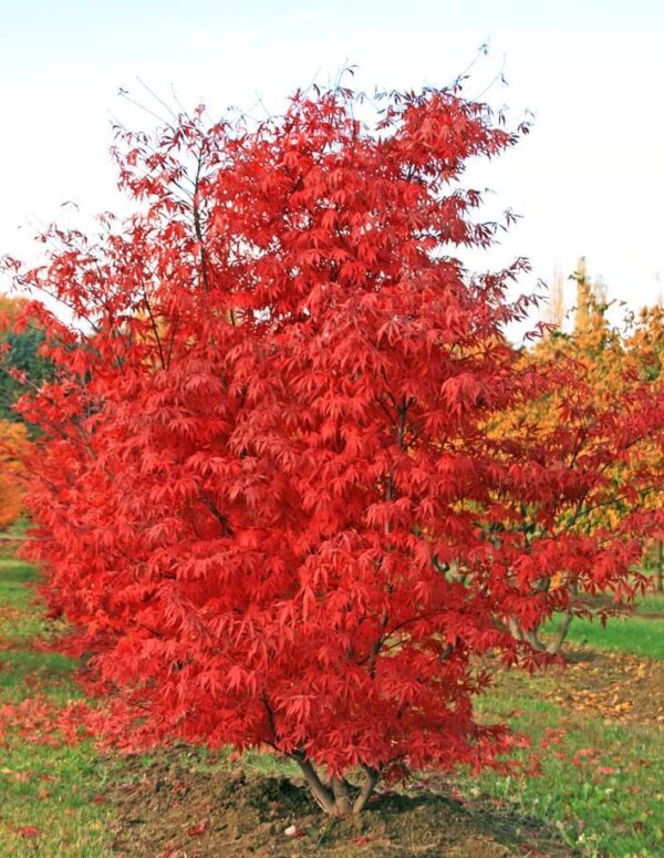 Acer palmatum 'Atropurpureum'