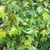 Acer palmatum 'Going Green'