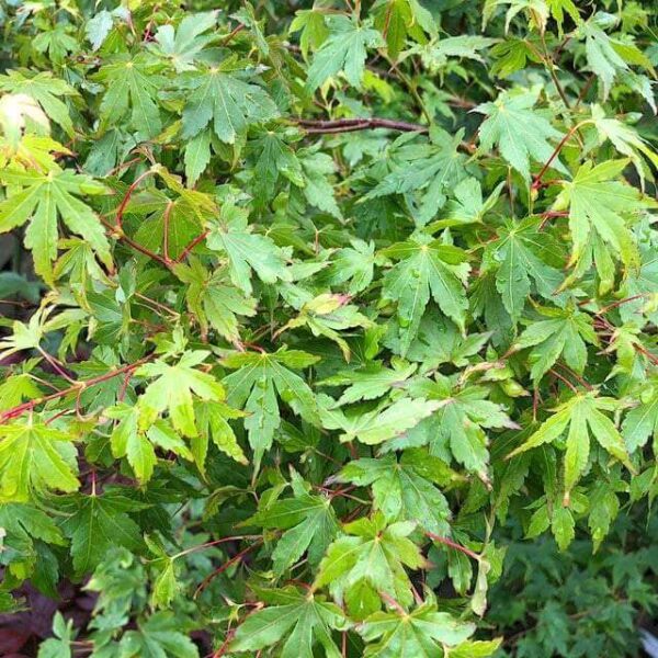 Acer palmatum 'Going Green'