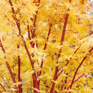 Acer palmatum 'Sangokaku'