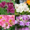 Alstroemeria Inticancha® mix