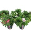 Alstroemeria Inticancha® mix