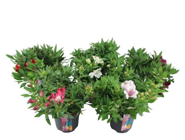 Alstroemeria Inticancha® mix